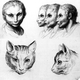 Illustration for article titled Baroque-Era Drawings Reveal Early Ideas About Evolution